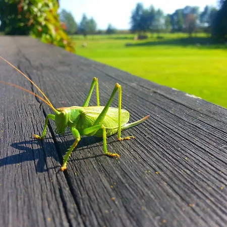 Ferienhaus Saulepa Cottage Saulepa