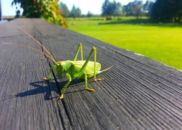 펜션 Saulepa Cottage Saulepa